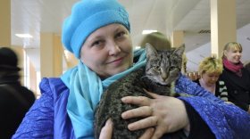 Мини-выставка бездомных кошек пройдет в Вологде 13 ноября