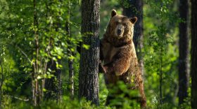 В Вологодской области насчитали более 10 000 медведей