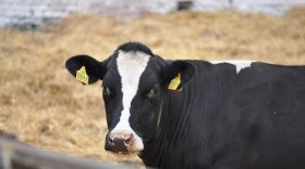 Молоко грязовецкой сельхозартели признано самым вкусным в Вологодской области