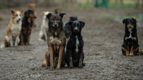 400 бездомных собак планируют стерилизовать в Череповце