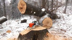 Предпринимателя из Верховажского района осудили за незаконную рубку леса