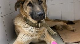 Волонтеры «Велеса» просят помощи у жителей Вологды для собак, умирающих от энтерита