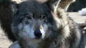 800 тысяч рублей выплатят охотникам за добычу волков в Вологодской области