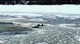 Под Череповцом утонул рыбак, провалившись под лед на снегоходе