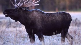 В Вологодской области завершился сезон охоты на лося