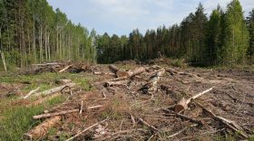 В Тотьме руководитель сельхозпредприятия пойдет под суд за организацию незаконной вырубки леса