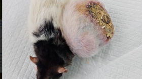 Великоустюгские ветеринары спасли маленькую крысу от огромной опухоли