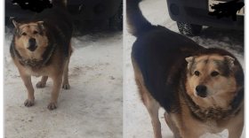 В Череповце неизвестные похитили и зарезали собаку