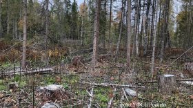 Жителя Грязовецкого района осудили за незаконную заготовку леса с ущербом в почти три миллиона рублей