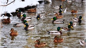 Принять участие в общероссийском учете зимующих плавающих птиц смогут жители Вологодской области 14 и 15 января