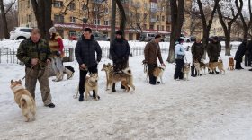Областная выставка охотничьих собак пройдет в Вологде 11 марта