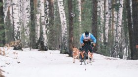 Вологжанин завоевал бронзовую медаль на заключительном этапе Кубка России по ездовому спорту