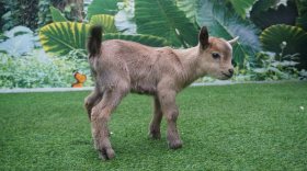 В ботаническом саду Вологды у камерунских коз появилось потомство