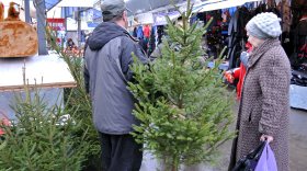 В Вологодской области ловят новогодних лесорубов