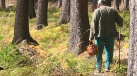 79-летний сокольчанин прошёл 12 километров, блуждая по лесу
