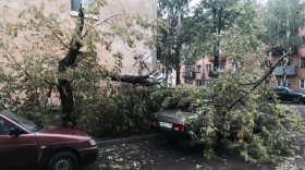 Гроза в Вологде: деревья упали на машины и дома, затоплены улицы