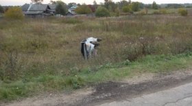 На трассе Вологда-Новая Ладога погиб водитель, выехавший на «встречку»