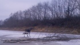 В Вологодском районе переходивший реку лось провалился под лед