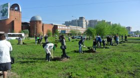 В Вологде хотят посадить 20 тысяч деревьев