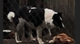В деревне Хохлово Кадуйского района бездомные собаки грызут домашних животных 