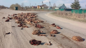 Куски тухлого мяса на дороге напугали жителей Шекснинского района