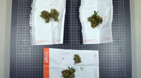  Лабораторию по выращиванию марихуаны закрыли полицейские в Череповце