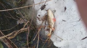 Мертвая рыба, найденная в Надеевском водохранилище, могла отравиться сточными водами
