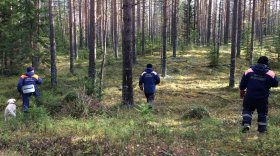 В Вытегорском районе 70-летний пенсионер заблудился в лесу и провел ночь на дереве