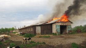 Четыре теленка погибли при пожаре в Сокольском районе