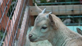 Карликовые козы пополнили мини-зоопарк ботанического сада Вологды