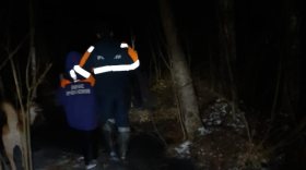 Пропавшего в Белозерском районе мальчика нашли в лесу кинологи