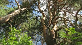 Тарногские сосны внесены в Национальный реестр старовозрастных деревьев России
