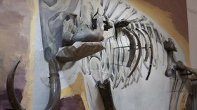 Инсталляция с костями мамонта, жившего 11 тысяч лет назад, открылась в Музее природы Череповца