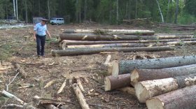 В Бабушкинском районе сотрудник пилорамы незаконно вырубил участок леса на 300 тысяч рублей