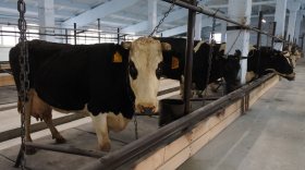 На ферме в Шекснинском районе потратили 12 млн рублей на родильное отделение для коров