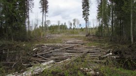 Житель Великоустюгского района уничтожил гусеницами трактора более 200 молодых деревьев