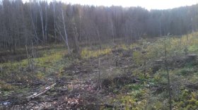 В Великоустюгском районе предприниматель незаконно вырубил лес на берегу реки