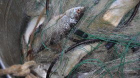 В Вашкинском районе полиция задержала браконьера, ловившего рыбу сетями