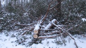 Тотьмич незаконно вырубил в Бабушкинском районе лес на 320 тысяч рублей