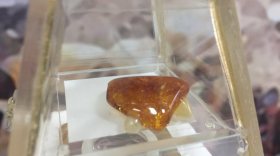 В Череповце откроется выставка доисторических насекомых в янтаре