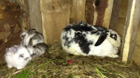 Вологжанин украл кроликов на даче соседа и съел их