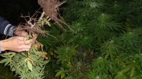  В Сокольском районе нашли плантацию марихуаны