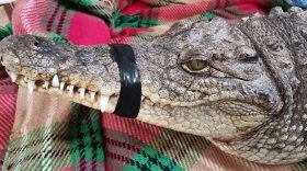 Крокодил, попавший в ДТП, временно живет в квартире жителя Вологды