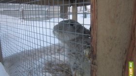 В Череповце на время закрыли зоопарк, где замерзали животные