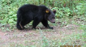 В Нюксенском районе выпустили в лес медвежат, найденных зимой в брошенной берлоге