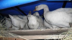 29 гусей без ветеринарных документов везут из Краснодарского края в Тотемский район