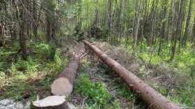 В Бабушкинском районе двое мужчин незаконно вырубили леса на 147 тысяч рублей