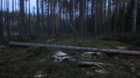 В Устюженском районе поймали "черных лесорубов", вырубивших 220 кубических метров древесины