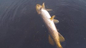 Река Комела в Вологодской области заполнена мертвой рыбой
