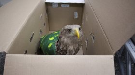 Раненого орлана-белохвоста из Нарьян-Мара привезли на лечение в Вологодскую область